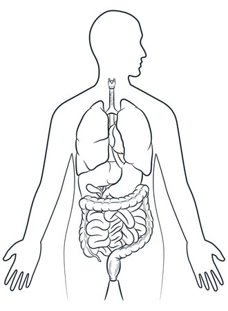 Sketch Human Internal Organs Inside Bodyのイラスト素材