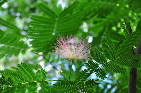 Surinam Powderpuff tree flower blossom  の写真素材