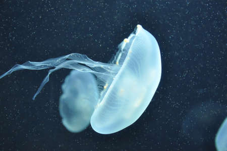 Jellyfish in dark watersの写真素材
