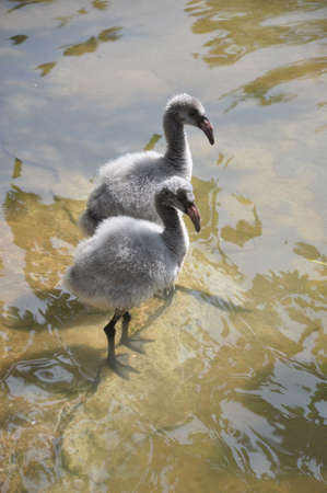 A pair of baby flamingos in the waterの写真素材