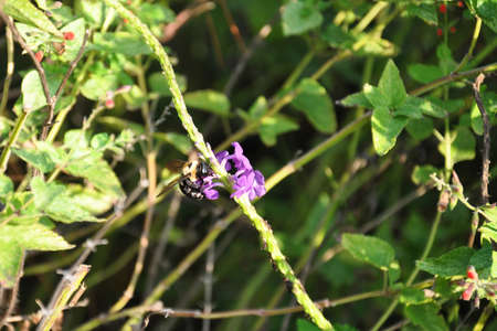A single bumble bee eating nectar from a purple wildflower in a sunlit garden