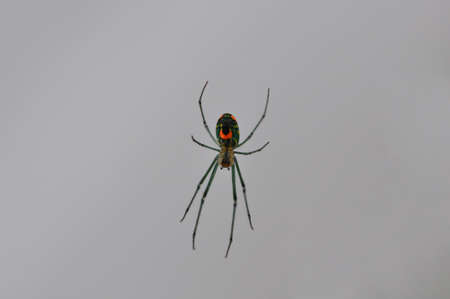Macro of a single orchard spider (leucauge venusta) on a neutral backgroundの写真素材