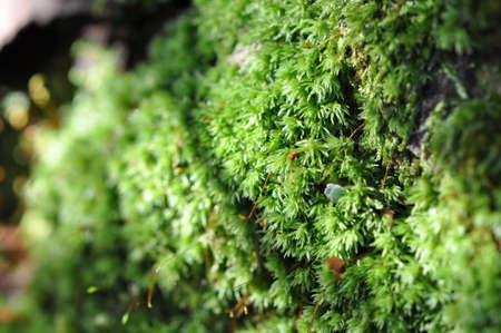 macro of green moss growing on a tree trunk in the forestの写真素材