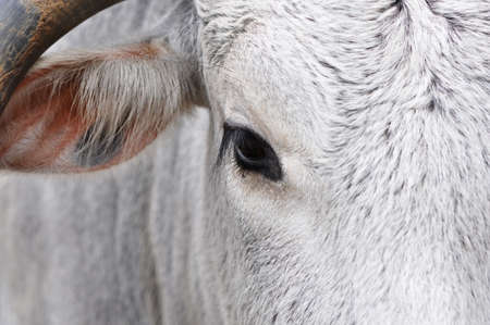 Macro of a white bovine faceの写真素材