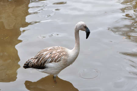 A single juvenile flamingo in the waterの写真素材