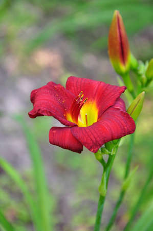 Red and yellow daylily in bloomの写真素材