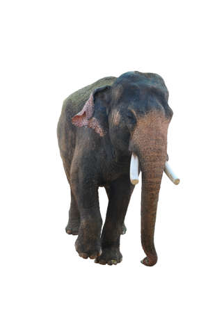 Asian Elephant on a white backgroundの写真素材