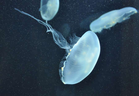 Jellyfish in dark blue watersの写真素材