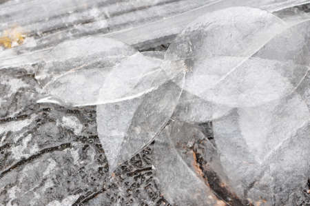 A group of leaves made of ice in the winterの写真素材