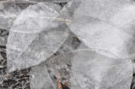 A closeup of a group of leaves of iceの写真素材