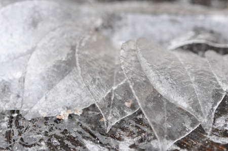 Closeup of a group of leaves of iceの写真素材