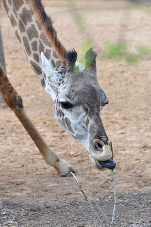 closeup of a single giraffe eatingの写真素材