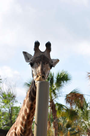 A single giraffe eating the top of a metal poleの写真素材