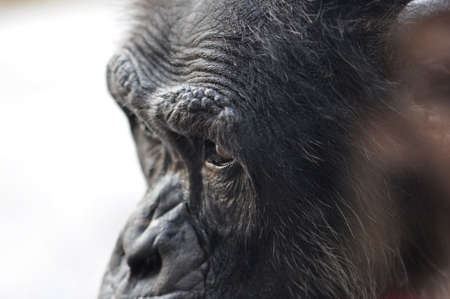 closeup of a chimpanzee in profileの写真素材