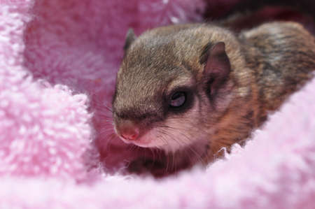 closeup of a single baby flying squirrel (Pteromyini or Petauristini) nestled in pinkの写真素材