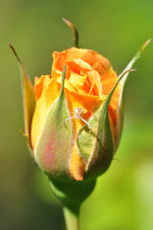 closeup of a single orange rosebud with a small flower spider (Thomisus spectabilis)の写真素材