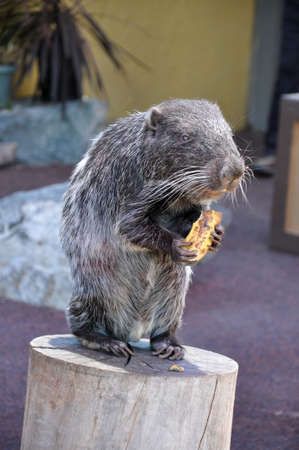 A single Pacarana (Dinomys branickii) eating a banana on top of a logの写真素材