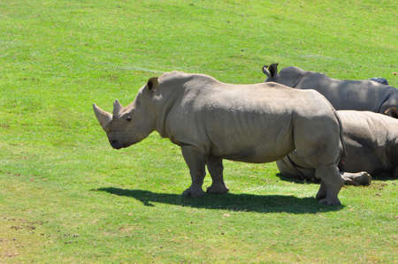 Northern White Rhinos (Ceratotherium simum cottonl) on a grassy plainの写真素材