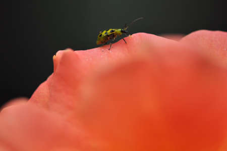 Macro of one southern corn root worm (Diabrotica undecimpunctata) on an orange rose against a dark backgroundの写真素材