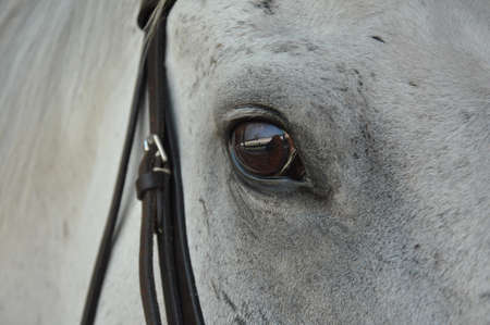 closeup of a brown eye of a white horseの写真素材
