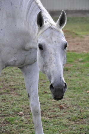 A white horse in a field staring at the cameraの写真素材