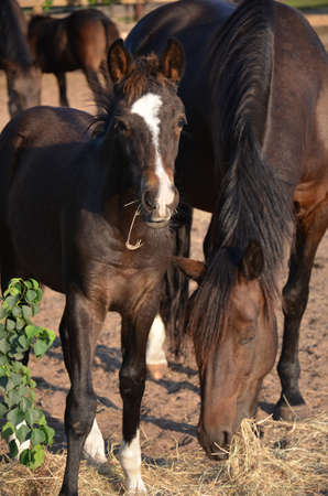a young bay colt with a white blaze eating hay with his mother