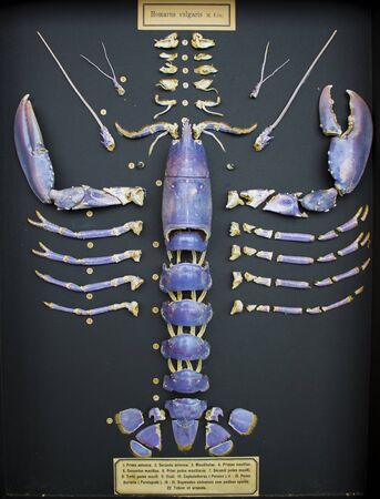 north sea lobster shell segmented and displayedの写真素材