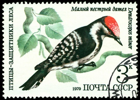 RUSSIA - CIRCA 1979 : A stamp printed by Russia shows bird an Small motley woodpecker from the series ï¿½Birds - a protectors woodï¿½, circa 1979の写真素材