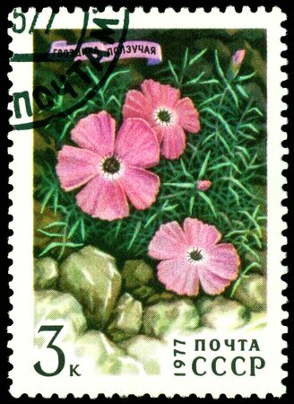 USSR - CIRCA 1977: a stamp printed in  USSR  shows  Sibirian  flower  Dianthus Repena,  series, circa 1977の写真素材