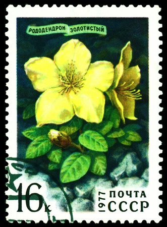 USSR - CIRCA 1977: a stamp printed in  USSR  shows  Sibirian flower Rhododendron Golden,  series, circa 1977の写真素材