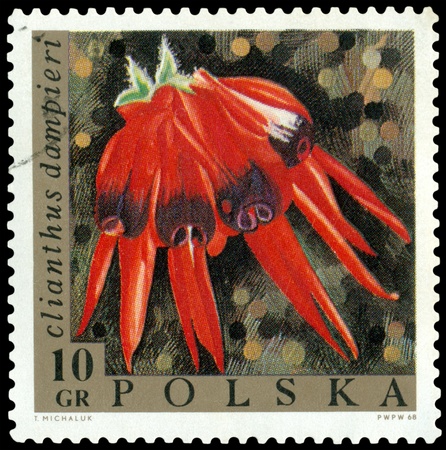 POLAND - CIRCA 1967: a stamp printed in Poland shows flower Clianthus dampitri, circa 1967の写真素材