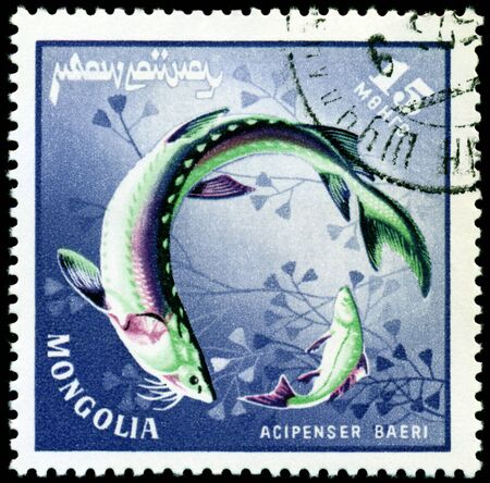 MONGOLIA - CIRCA 1978: a stamp printed by Mongolia show the fishes with the inscription の写真素材