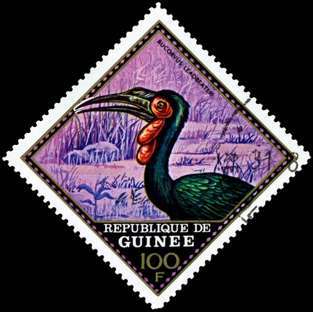 Republique de Guinee  - CIRCA 1976 : A stamp printed in Republique de Guinee  shows  bird Bucorvus Leadbeateri, series, circa 1976の写真素材