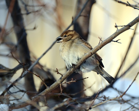 The Sparrow has in winter found meal.  Minus 20 Celsius.の写真素材