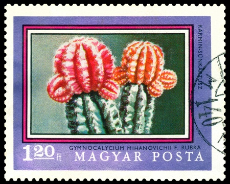 HUNGARY - CIRCA 1971  a stamp printed in Hungary shows flowers cactus Gimnocalycium Mihanovichii, circa 1971のeditorial素材