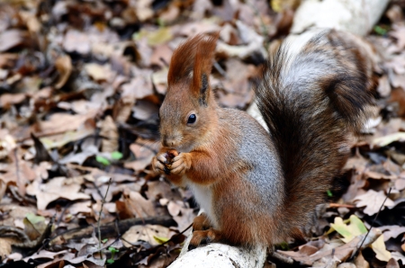 Red squirrel eats.  Autumn wood at November.の写真素材