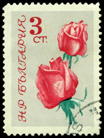 Bulgaria - CIRCA 1962: a stamp printed in Bulgaria shows  flowers  the rose, circa 1962の写真素材