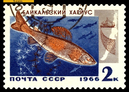RUSSIA - CIRCA 1966: a stamp printed by Russia show the fish  Baikal grayling.  circa 1966のeditorial素材