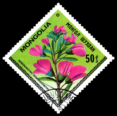 Mongolia - CIRCA 1979: a stamp printed in Mongolia shows image flowerses with the inscription  ï¿½halimodendron halodendronï¿½, series, circa 1979のeditorial素材
