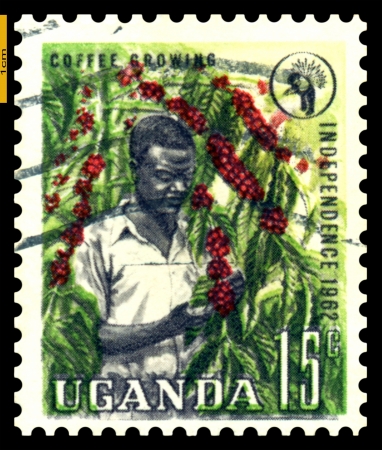 UGANDA - CIRCA 1962  A stamp printed in Uganda  shows Picker coffee  1962  の写真素材