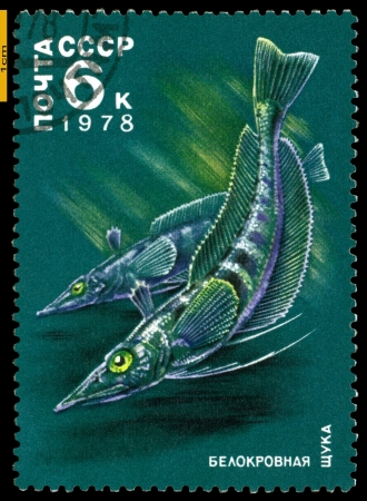 RUSSIA - CIRCA 1978: a stamp printed by Russia, show the fishes with the inscription â White - biooded picesâ, series, circa 1978の写真素材