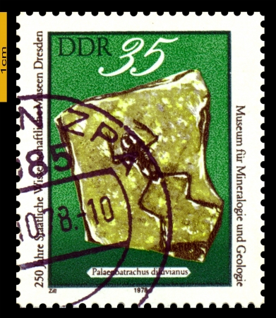 GERMANY- CIRCA 1978: stamp printed by Germany, shows  Paleobanrachus  Diluvianus, Dresden Museum of Natural Yistory, 250th anniversary, circa 1978.のeditorial素材