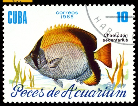 CUBA - CIRCA 1985  a stamp printed by Cuba  show the fish with the inscription  âChaetodon sedentariusâ,  circa 1985の写真素材