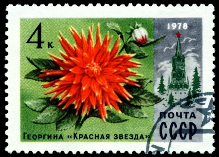 Russia - CIRCA 1978  a stamp printed in Russia shows   flower  Dahlia  ï¿½ Red Star ï¿½ , series  Moscov  Flowers, circa 1978のeditorial素材