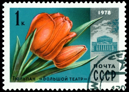 Russia - CIRCA 1978  a stamp printed in Russia shows Tulip  ï¿½Big  theatreï¿½, series  Moscov  Flowers, circa 1978のeditorial素材