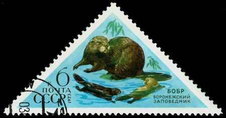 RUSSIA a stamp printed by Russia shows  Beaver, animals, Caucasus and  Voronezh wildlife reservesの写真素材