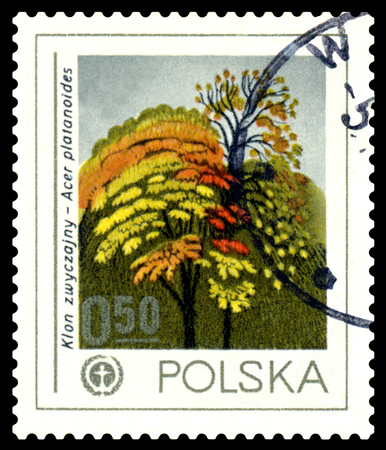 POLAND - CIRCA 1978  a stamp printed in Poland shows  Norway Maple, Human Environment Emblem, circa 1978の写真素材