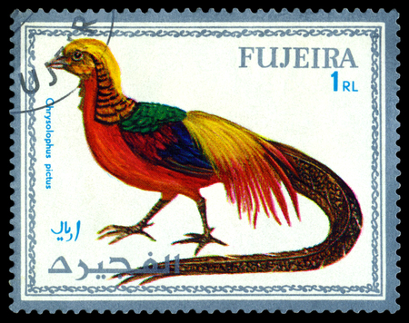 FUJEIRA - CIRCA 1972 : A stamp printed by Fujeira  shows bird an Chrysolophus pictus,  from the...