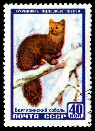 RUSSIA - CIRCA 1957: A Stamp sheet printed in Russia  shows  Barguzin sable. Series, Protect useful animals, circa 1957のeditorial素材
