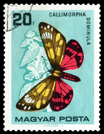 HUNGARY - CIRCA 1965: A stamp printed in Hungary shows butterfly  Callimorpha Domlnula, circa 1965.の写真素材